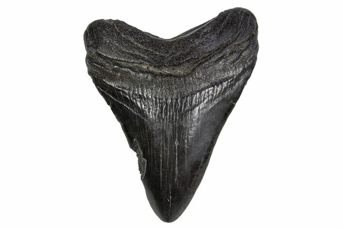 Fossil Megalodon Tooth - South Carolina #306252
